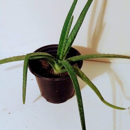 Aloe Vera Plant