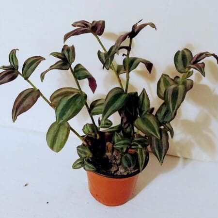 Wandering Jew / Silver Inch Plant