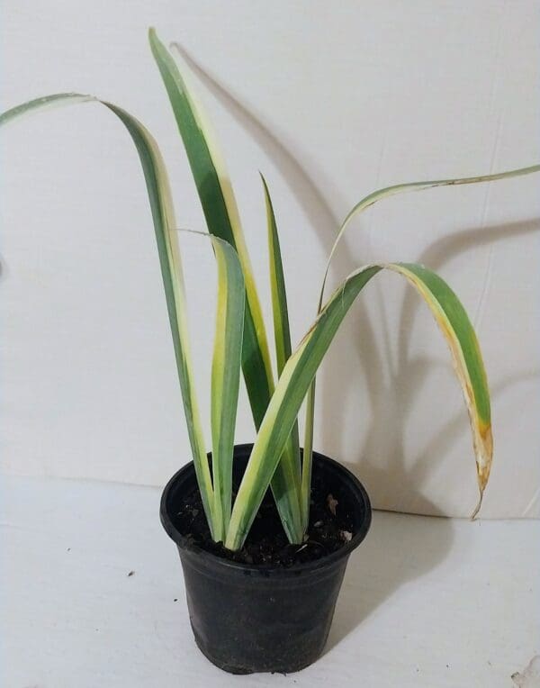 Purple Iris - Grape Bubblegum Scented - Image 3