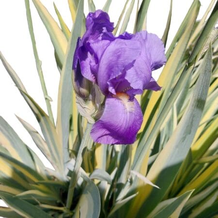 Purple Iris - Grape Bubblegum Scented