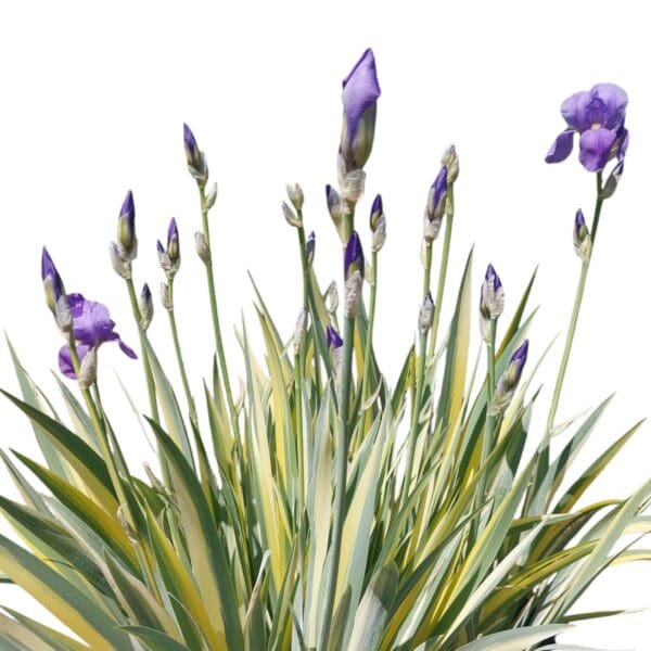 Purple Iris - Grape Bubblegum Scented - Image 4